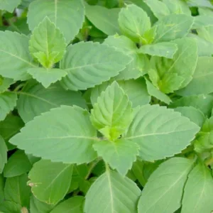 Holy Basil Leaf